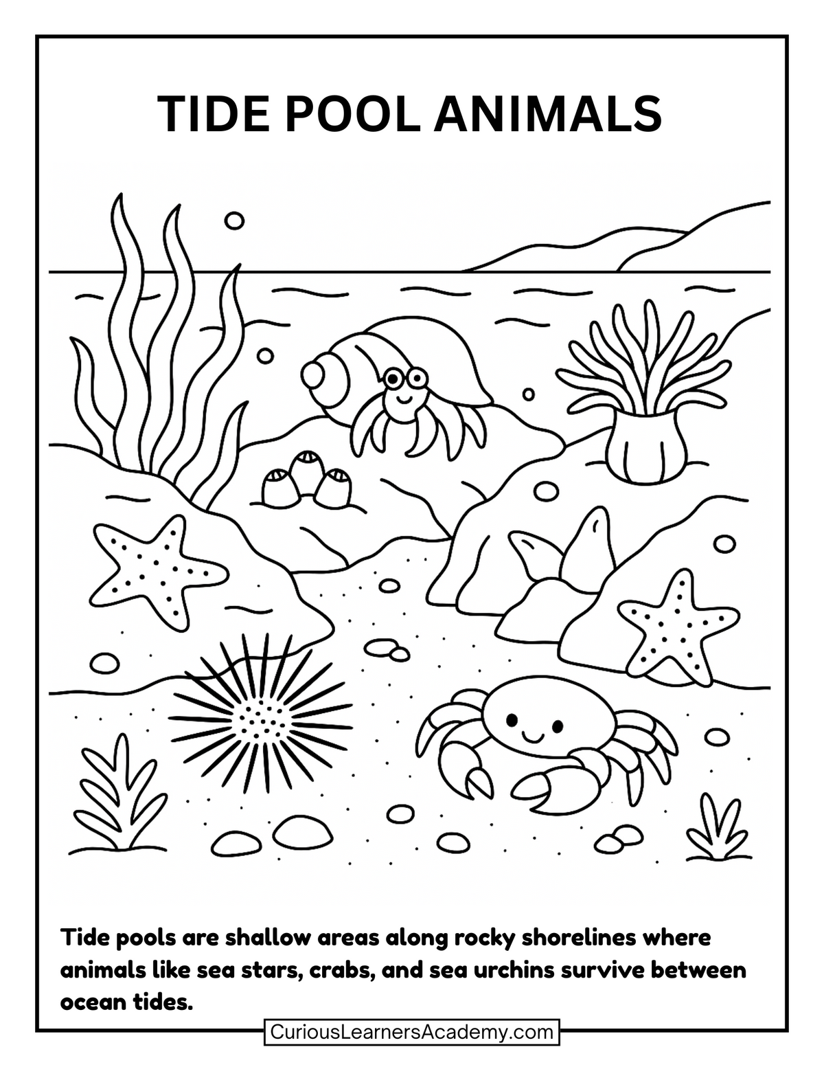 Free Tide Pool Animals Coloring Page | Ocean Science Printable for Kid ...