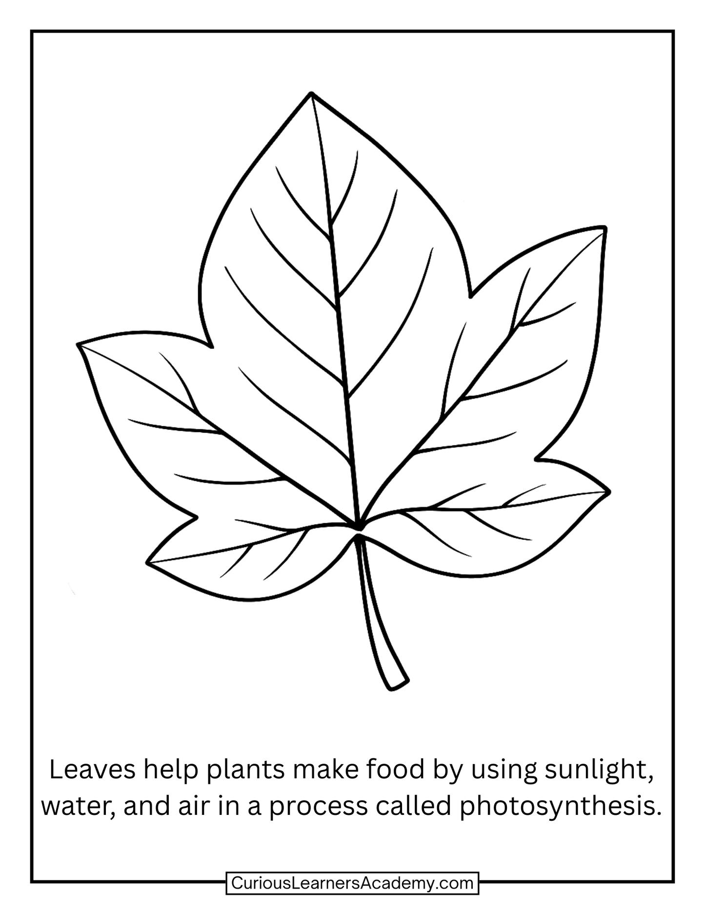 Free Leaf Coloring Page | Simple Photosynthesis Science Printable for Kids