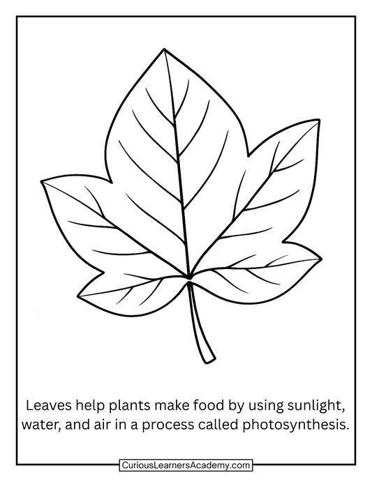Free Leaf Coloring Page | Simple Photosynthesis Science Printable for Kids