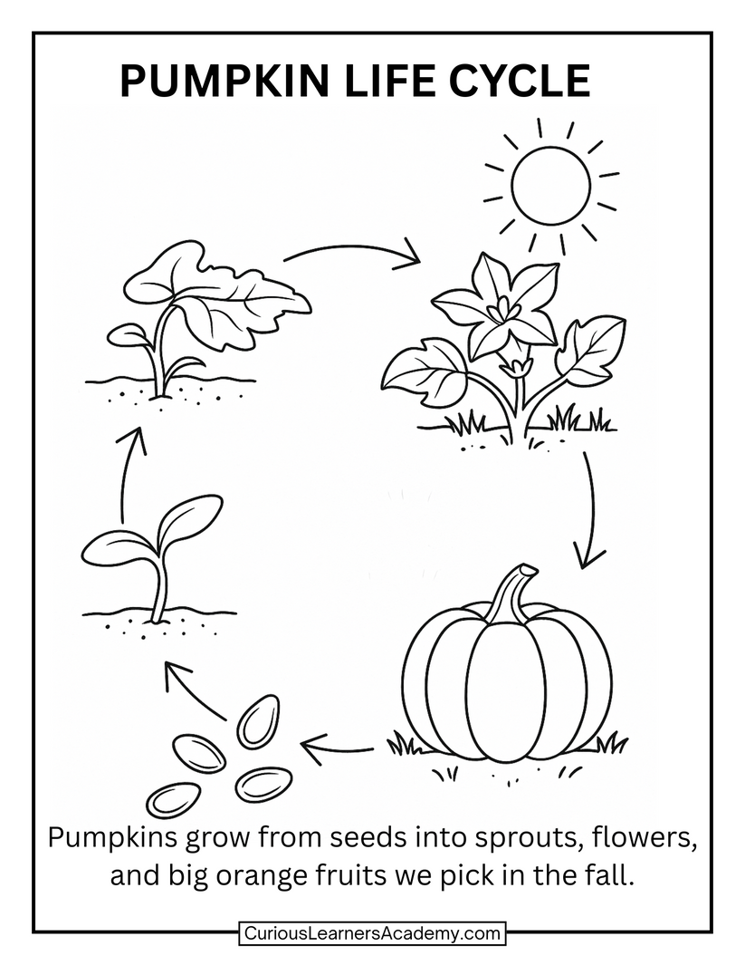 Free Pumpkin Life Cycle Coloring Page | Fall Plant Science Printable f ...